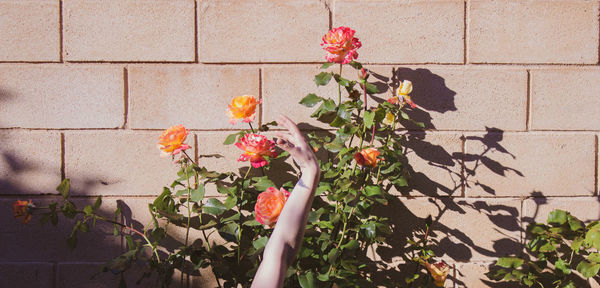 Flower plant against brick wall