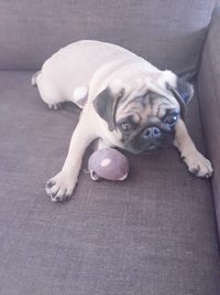 Cute puppy relaxing on floor