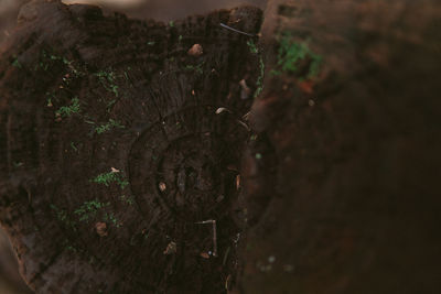 Close-up of tree stump in forest