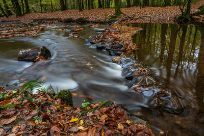 Leaves floating on water in forest