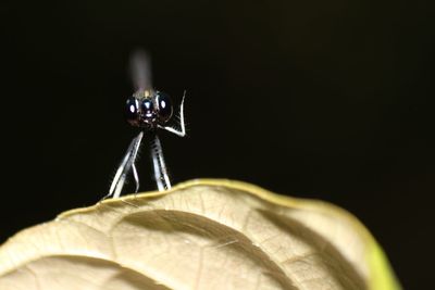 Close-up of insect on black background