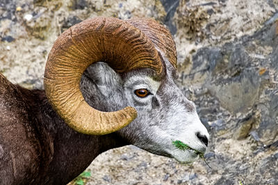 A closeup view of a bighorn sheep eating grass.