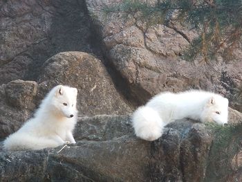 White dog lying on rock