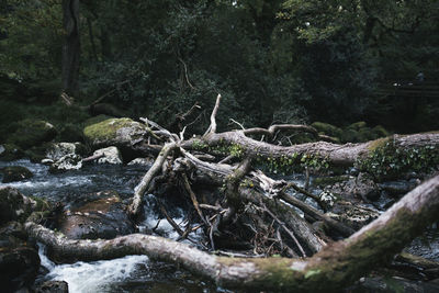 Trees in forest