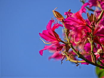 Low angle view of pink flowering plant against blue sky