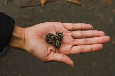 Close-up of woman hand holding dry plants on road