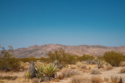 Scenic view of landscape against clear blue sky