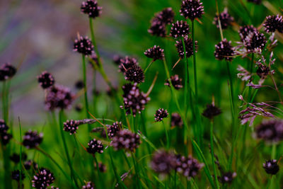 Close-up of purple flowering plants