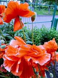 Close-up of orange poppy blooming outdoors