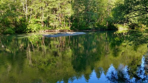 Scenic view of lake in forest