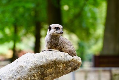 Lion sitting on wood in zoo