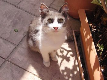 High angle portrait of cat sitting outdoors