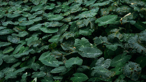 The colocasia leaf elephant-ear taro cocoyam dasheen fresh water drops on a green leaf 