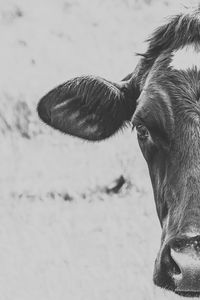 Close-up portrait of cow