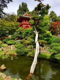 Reflection of trees in water