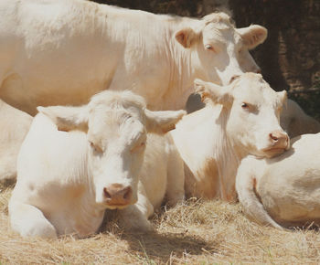 Close-up of cow relaxing outdoors