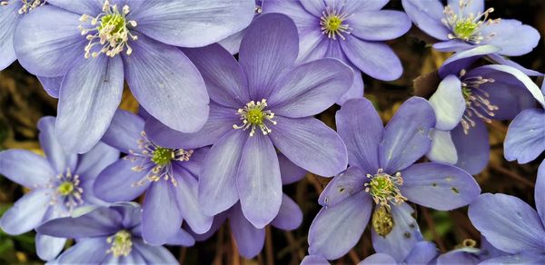 Close-up of purple flowering plants