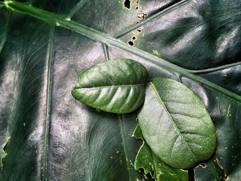 Close-up of fresh green leaf