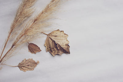 Close-up of dry leaves on plant during autumn