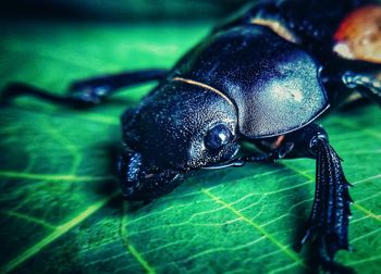 Close-up of insect