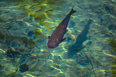Fish swimming in sea