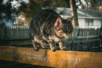 Portrait of a cat looking away