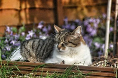 Close-up of cat relaxing outdoors