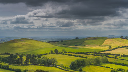 Cattle and sheeps grazing on green hills and pastures. ancient loughcrew cairns, ireland