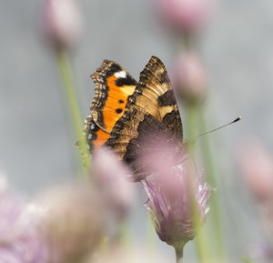 Close-up of butterfly pollinating on flower