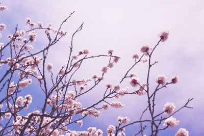 Low angle view of pink flowers blooming on tree