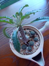 High angle view of potted plants on table