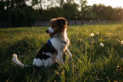 Dog on field