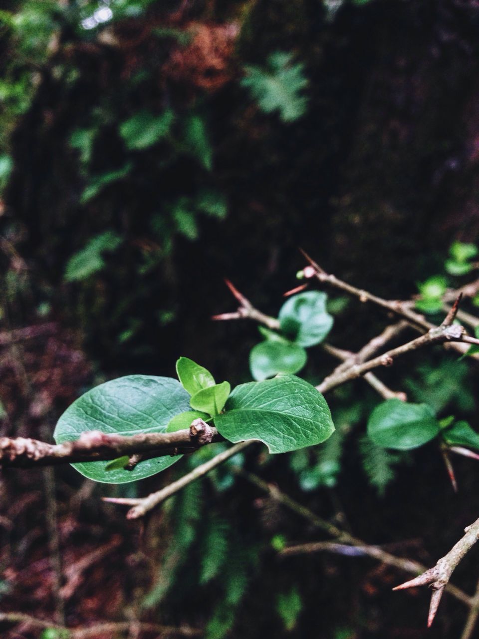 leaf, growth, focus on foreground, close-up, green color, plant, nature, beauty in nature, stem, selective focus, tranquility, growing, day, outdoors, fragility, twig, branch, green, no people, tree