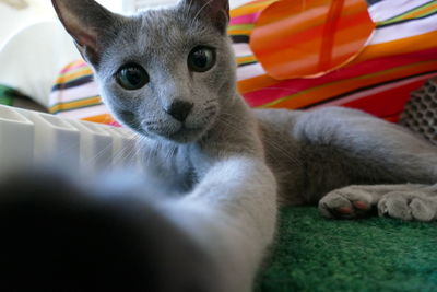 Close-up of cat resting russian blue