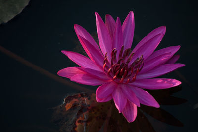 Close-up of pink water lily blooming outdoors