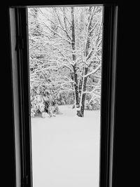 Bare trees on snow covered land seen through window