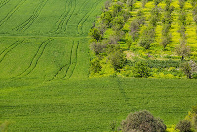 Plants growing on field