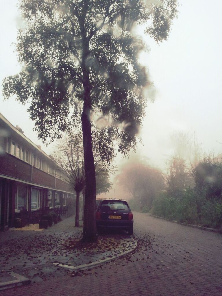 tree, transportation, land vehicle, mode of transport, car, street, road, bare tree, fog, built structure, sky, outdoors, building exterior, architecture, branch, day, nature, growth, the way forward, silhouette