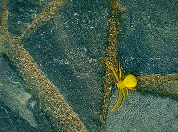 Close-up high angle view of yellow leaf