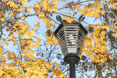 Low angle view of autumn leaves on tree
