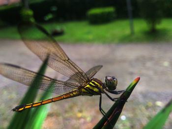 Close-up of dragonfly on plant