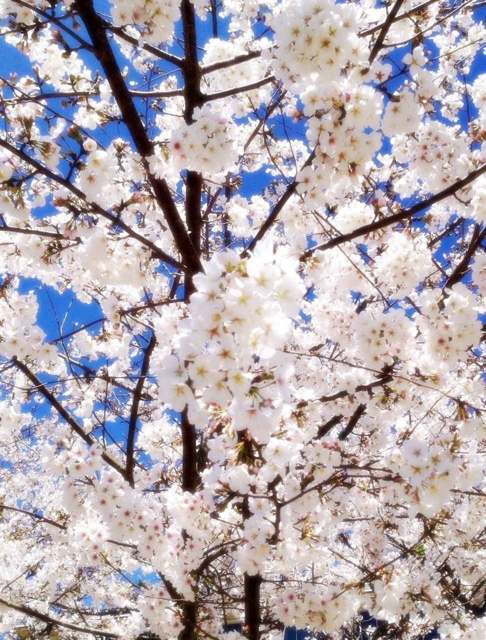 flower, branch, tree, freshness, cherry blossom, fragility, blossom, low angle view, growth, cherry tree, beauty in nature, nature, springtime, in bloom, blooming, petal, fruit tree, white color, botany, twig