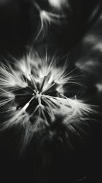 Full frame shot of dandelion