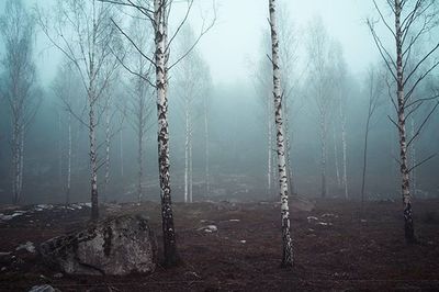 Bare trees in forest