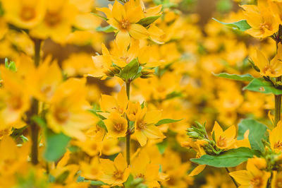 Close-up of yellow flowering plants on field