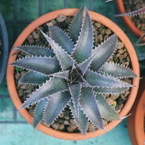 Close-up of succulent plant