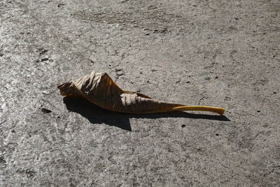 High angle view of a shell on the road