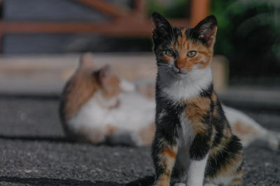 Portrait of cat sitting on road