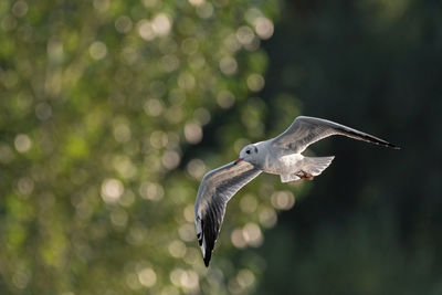 Black-headed gulls in flight. non breeding adult black headed gulls with winter plumage.