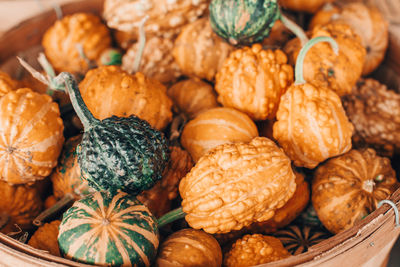  pumpkins with bumps in whicker basket. autumn fall harvest. thanksgiving and halloween 